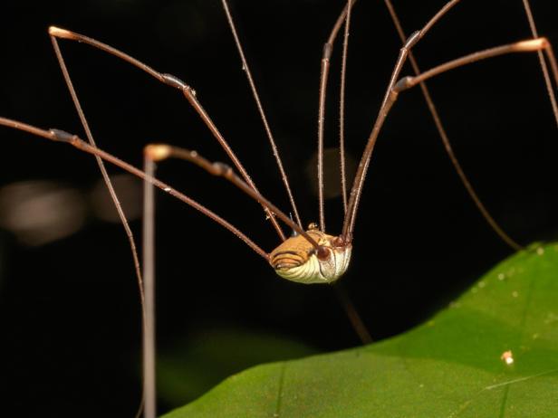 Most of What You Know About Daddy Longlegs Is Wrong | Nature and ...