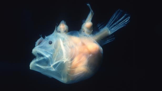 Scientists Have Captured Video Footage of Mating Deep-Sea Anglerfish for  the First Time, Nature and Wildlife