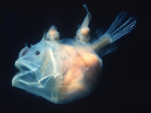 Scientists Have Captured Video Footage of Mating Deep-Sea Anglerfish ...