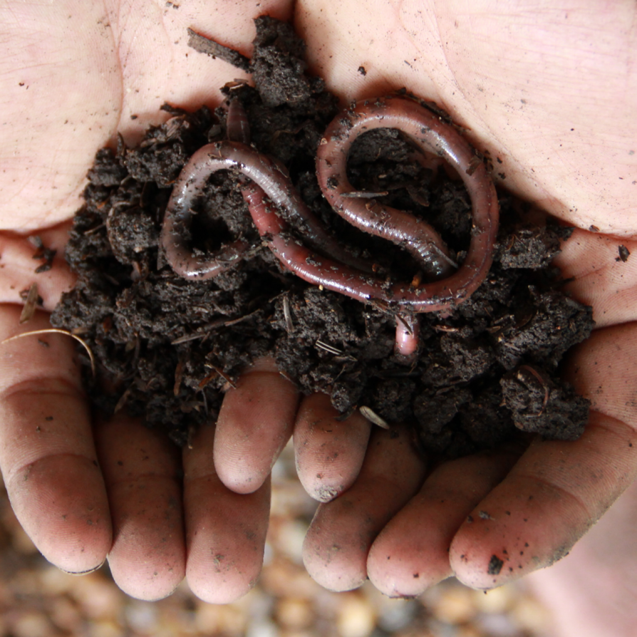 Earth's helpers: Earthworms add nutrients to soil, Home And Garden