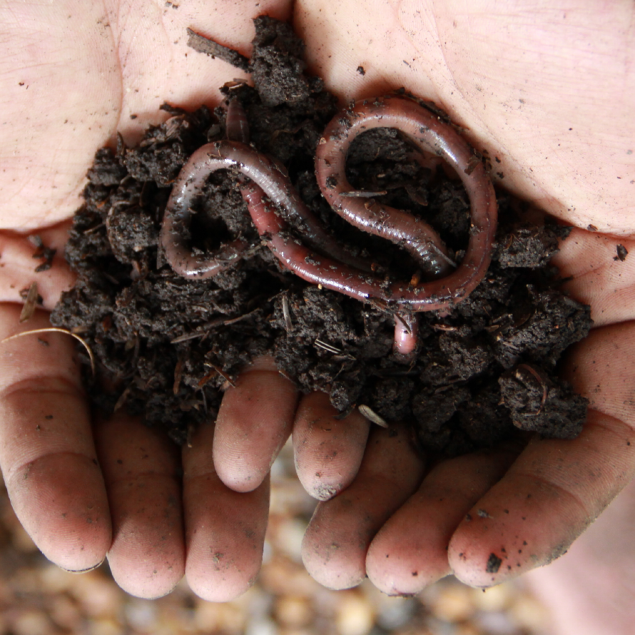 The Dirt on Earthworms