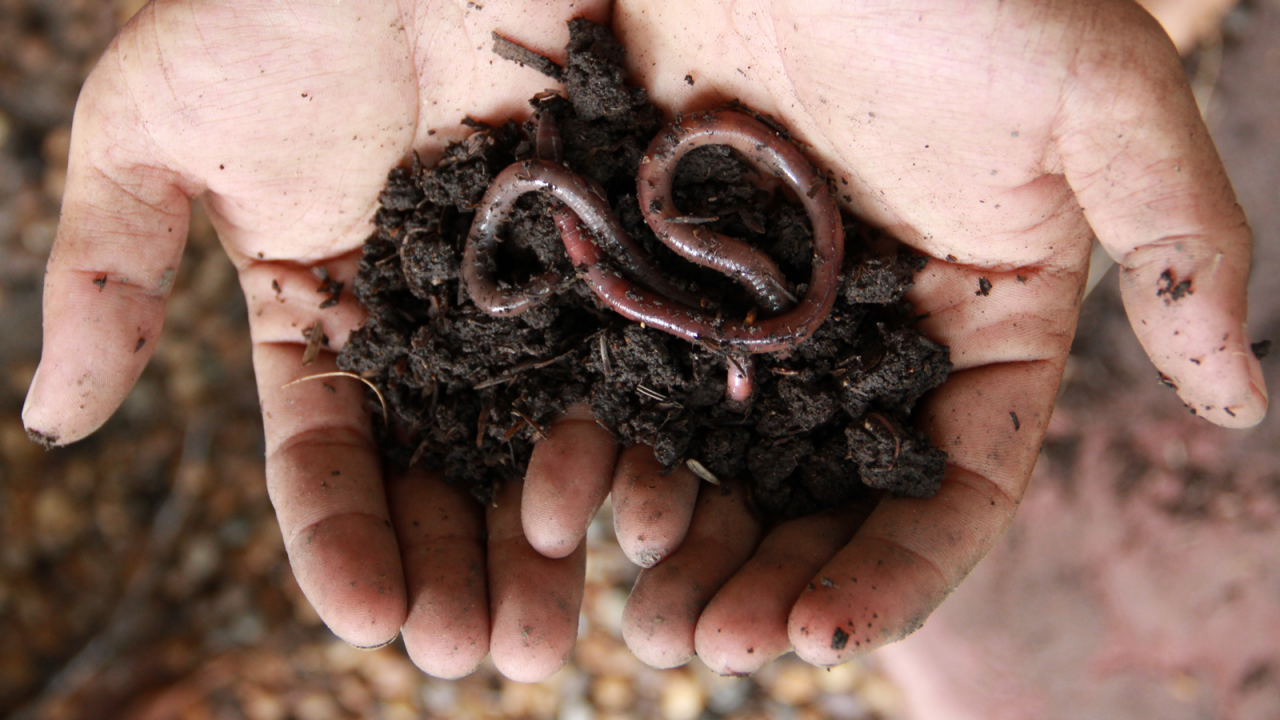 Why are earthworms often used as bait for fishing, even though