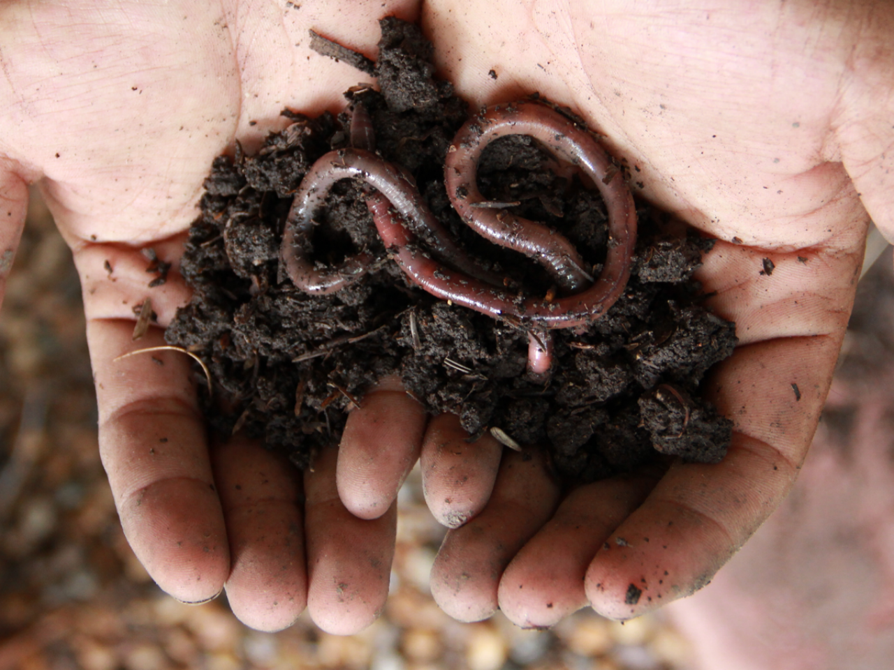 Earthworms Aren't as Good for the Soil as You Think