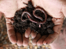 Are worms really an invasive pest outside of the garden?