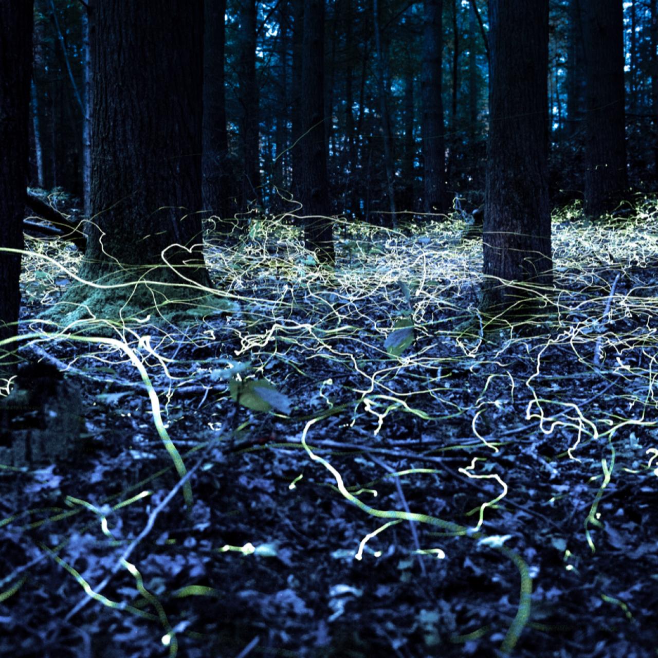 Rare Blue Ghost Fireflies Only Glow in One Part of North America