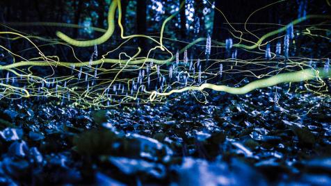 Blue Ghost Fireflies, Brevard NC - White Squirrel Institute
