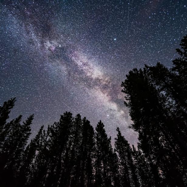 The summer Milky Way overhead and through the Summer Triangle stars in July, looking up through trees in Banff National Park at Herbert Lake Deneb is at top left, Vega at top right, and Altair is at bottom The bright Cygnus star cloud is obvious As are the dark lanes in the Milky Way, including the Funnel Nebula at top, aka Le Gentil 3   This is a stack of seven exposures for the trees, mean combined to smooth noise, and one exposure for the sky, all 20 seconds at f/2 with the Laowa 15mm lens and Sony a7III at ISO 6400. (Photo by: VW Pics/Universal Images Group via Getty Images)