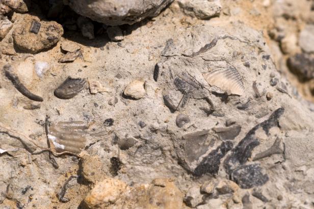 One Way to Tell the Difference Between a Rock and a Fossil Is to Lick It |  Latest Science News and Articles | Discovery