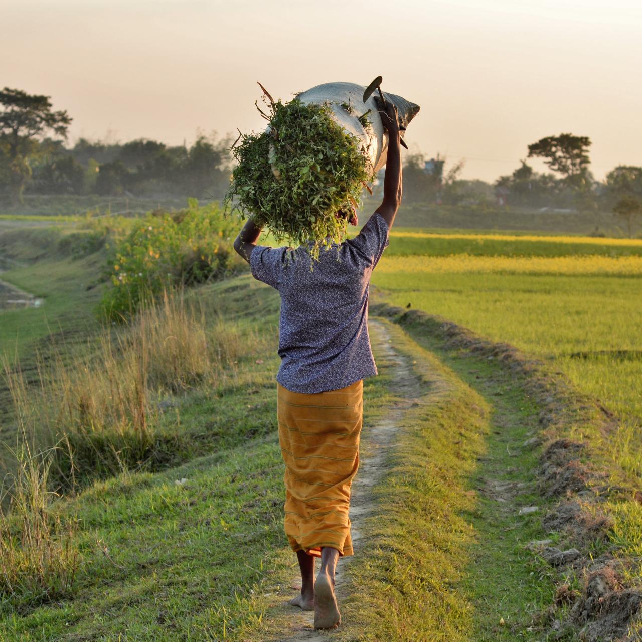 Why Bangladesh Has Six Seasons Instead Of Four | Latest Science News and  Articles | Discovery