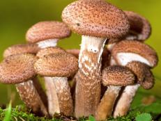 These fungi are larger than blue whales and dinosaurs!