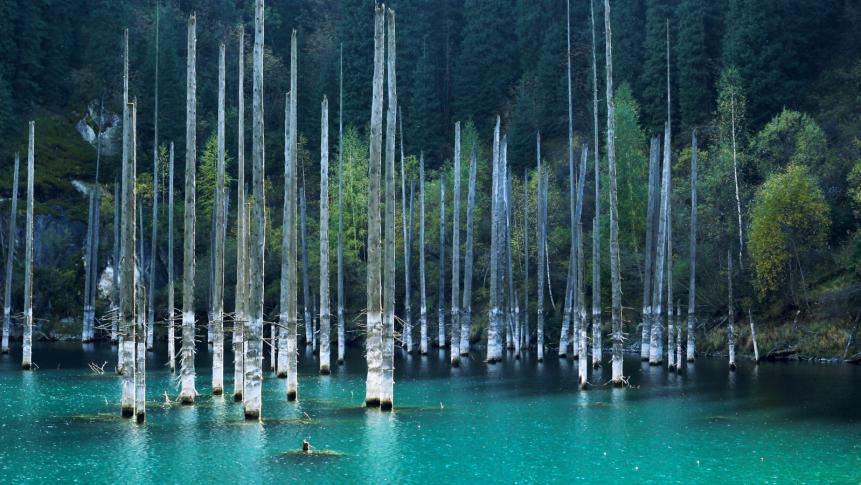 Kaindy Lake Is A Ghostly Underwater Forest Discovery Kaindy Lake Is A Ghostly Underwater Forest Discovery