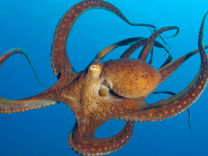 What exactly do these cephalopods have then?