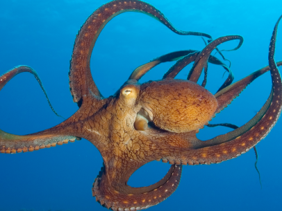 Octopuses Don't Have Tentacles! | Nature and Wildlife | Discovery