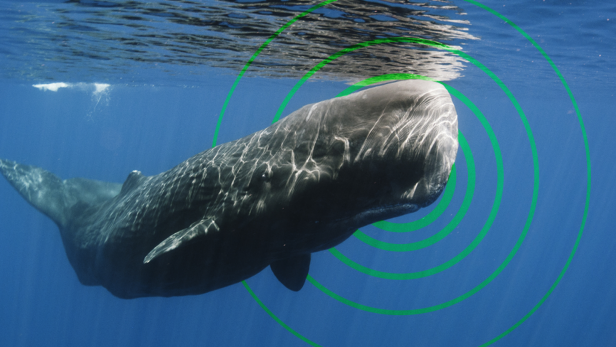 Sperm Whales Are Loud Enough to Burst Your Eardrums | Nature and Wildlife |  Discovery