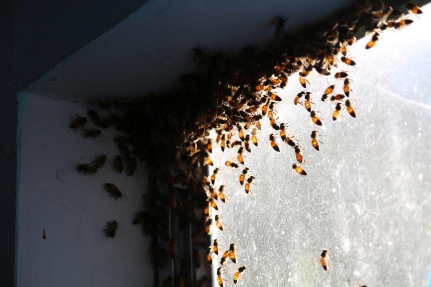Close-up of some bees in the abandoned house.