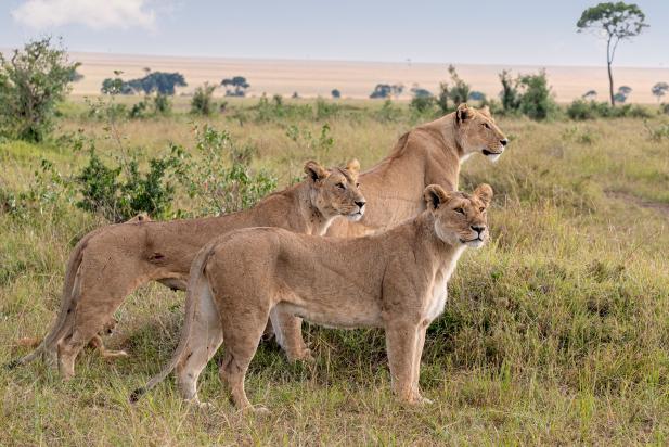 Back Story: Huge animals close up are majestic — and a little