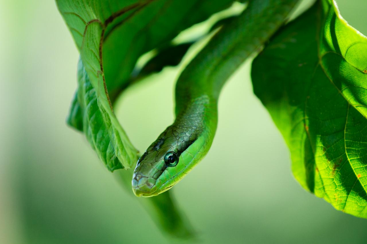 Wildlife Watching Wednesday: The Tiny Smooth Green Snake — Global Outdoors  Blog