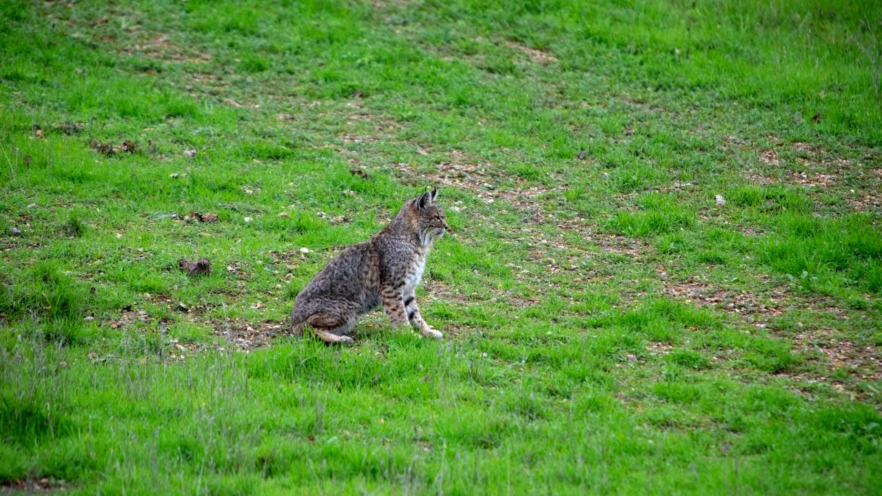 Rare Sighting of Bobcat Hunting, Travel and Exploration