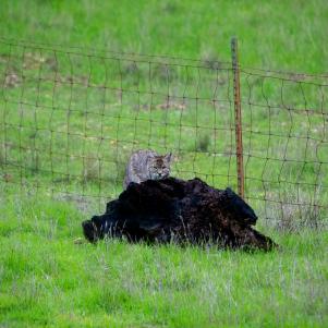 All of these photos are a sequence of events where I was able to capture a bobcat hunting ground squirrels. In all of the years I've been practicing photography, I've never encountered a bobcat, let alone one that was so seemingly predictable with a fairly narrow hunting area. Unfortunately this cat wasn't a successful hunter, but I was a successful photographer!