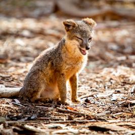 The Island Fox yawns in the Scorpion Canyon Campground on Santa Cruz Island in Channel Islands National Park. The fox only lives on six of the eight Channel Islands and is the apex predator. The Island Fox hears when boats arrive and heads toward campgrounds to look for food left behind by visitors.