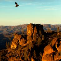 Pinnacles National Park, California California Condors, one of the rarest birds in the world.