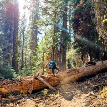 Photographing Sequoia National Park with a Smartphone