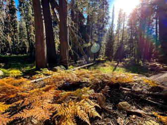 While hiking in Sequoia National Park, California, on the mountain trail known as the Lakes Trail, I limited myself to only the most basic set-up, the camera on my iPhone Pro Max 13.