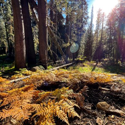 Giant Sequoia Trees Through a Tiny Lens