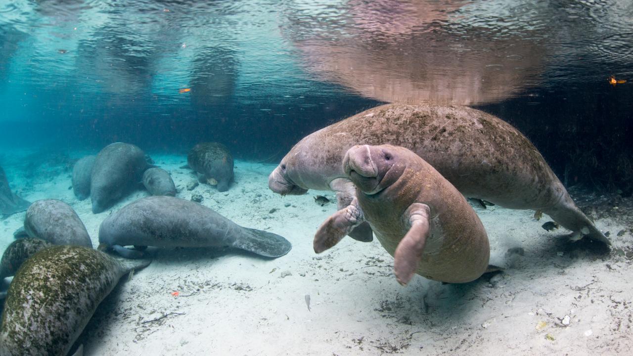 https://discovery.sndimg.com/content/dam/images/discovery/editorial/shows/n/nature-is-fly/manatees/NIF_110_Manatees-GettyImages-599110953.jpg.rend.hgtvcom.1280.720.suffix/1663809629175.jpeg