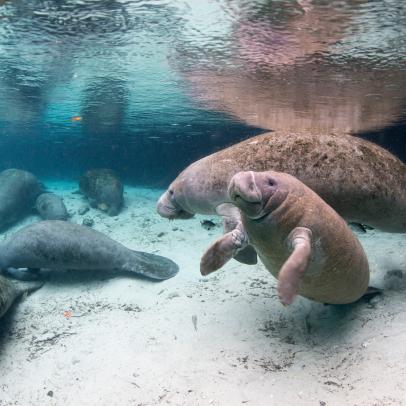 Up Close with Manatees