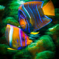 México, Guerrero, Ixtapa. Portrait of a couple of butterflyfish swimming in a coral reef.