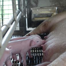 Newborn piglets nursing.
