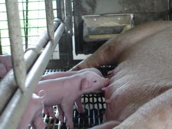 Newborn piglets nursing.