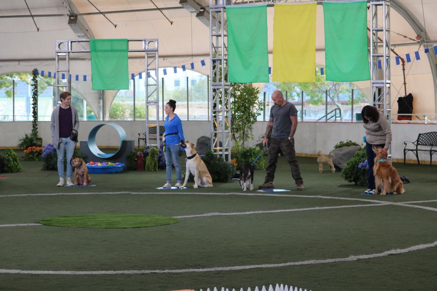 All four contestants line up with their dogs before the first round of The Dog Games.