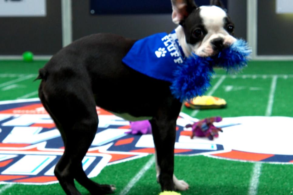 Marshall the Boston Terrier Wins the Pupularity Playoffs Puppy Bowl 2024 Discovery