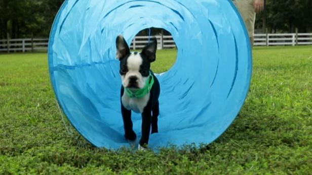 Boston terrier stuffed top animal marshalls