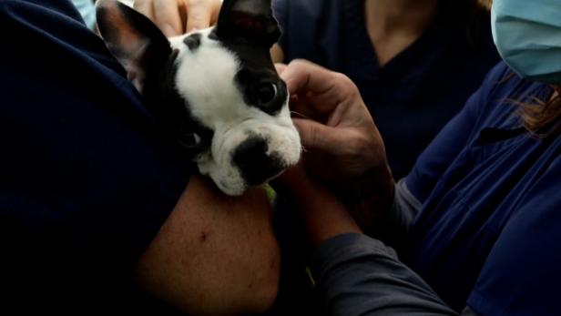 Boston terrier outlet stuffed animal marshalls