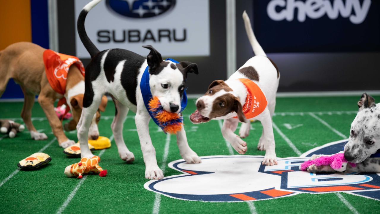 Puppy Bowl XVII: Post Game Highlights