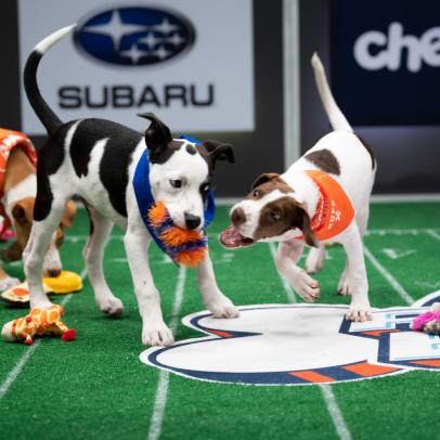 Puppy Bowl XVII: Post Game Highlights