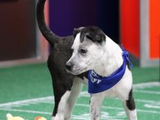 Before you stream PUPPY BOWL XVII on discovery+ this Sunday, February 7 at 2PM ET/11AM PT, get a sneak peek at the puppy scrimmage to end all scrimmages. Watch Team Ruff and Team Fluff go head to head LIVE over on @AnimalPlanet's TikTok on Saturday, February 6 at 2PM ET.