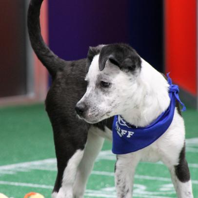 Feb 6: Watch Puppy Bowl Official Scrimmage Only on TikTok