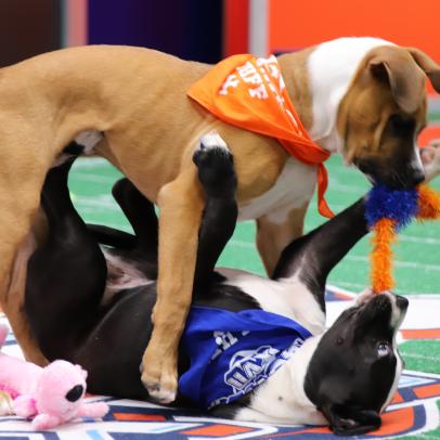 Here's Everything Puppy Bowl You Can Stream to Get the Paw-ty Started