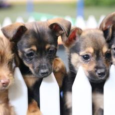 Four adorable puppies behind their fence might distract the competing dogs in round two.