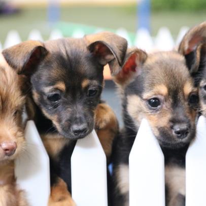Don't Miss the Tricks on The Dog Games