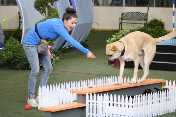 Now Casting Dog Owners and Trainers with Talented Pooches for the New  Competition Series “Puppy Bowl Presents: The Dog Games”! - Pilgrim Media  Group