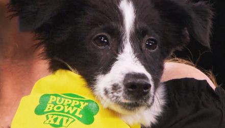 Puppy Bowl Ruff-lections