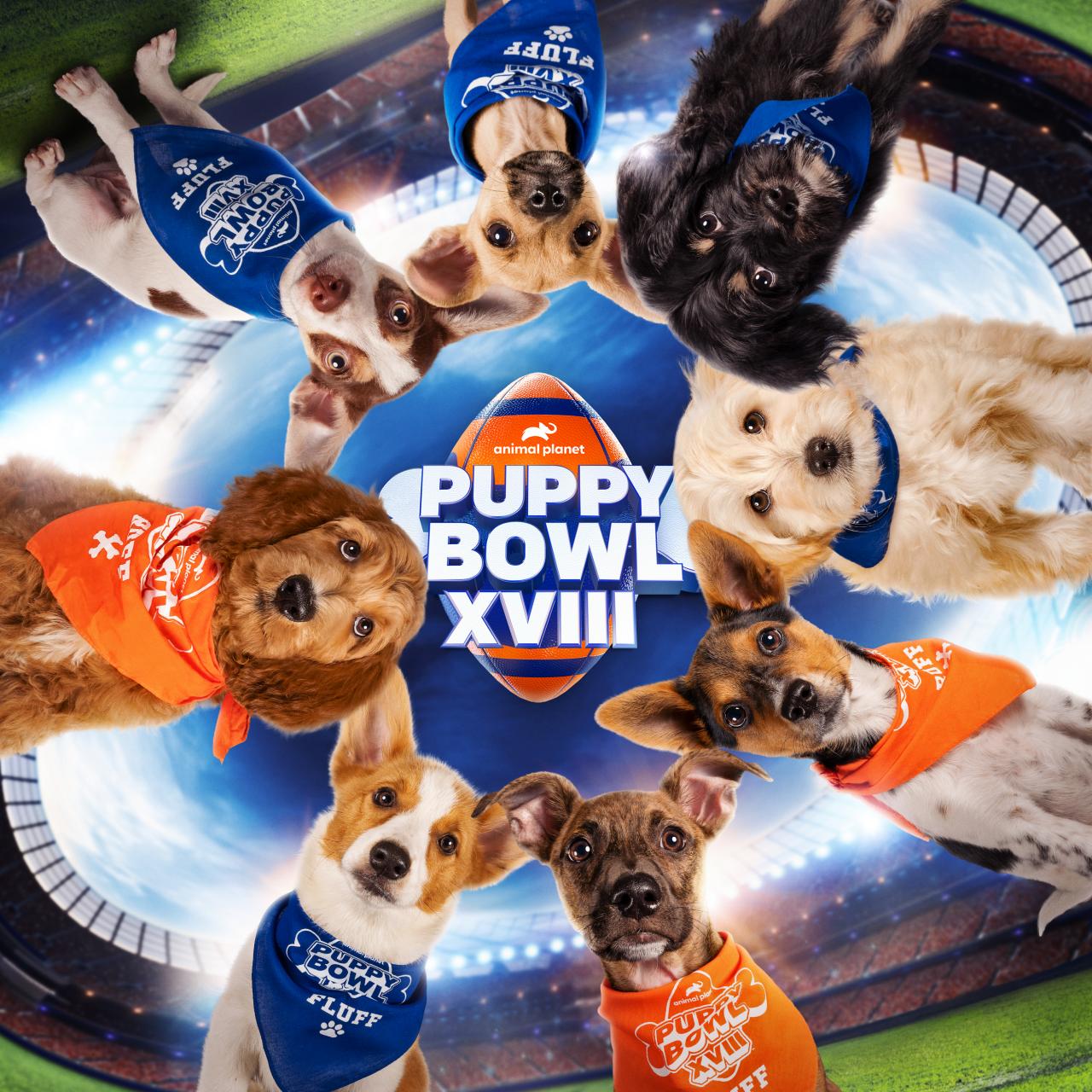Puppy Bowl XVIII is Almost Here! Watch Highlights From Puppy Bowl