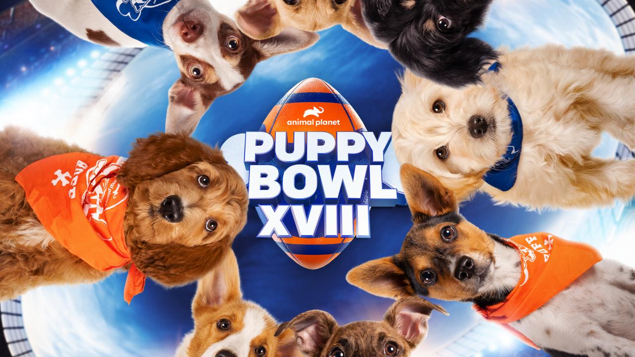 https://discovery.sndimg.com/content/dam/images/discovery/editorial/shows/p/puppybowl/2022/PuppyBowl2022_KA_FN.jpg.rend.hgtvcom.1280.720.suffix/1641834657335.jpeg