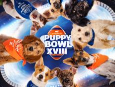 ​​Everyone’s favorite game is back in action! PUPPY BOWL is back with more ear pulls, tail tugs, sloppy kisses, and touchdowns you won't want to miss. Get ready to cheer on the puppy players of Team Ruff and Team Fluff as they give it their all.Mark your calendars for PUPPY BOWL XVIII on Sunday, February 13 at 2 PM ET on Animal Planet and streaming on discovery+.