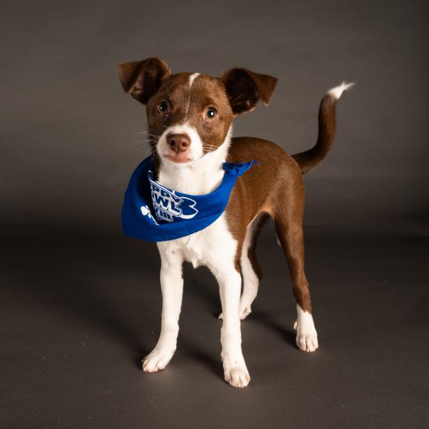 Meet the five puppies working for NHL teams